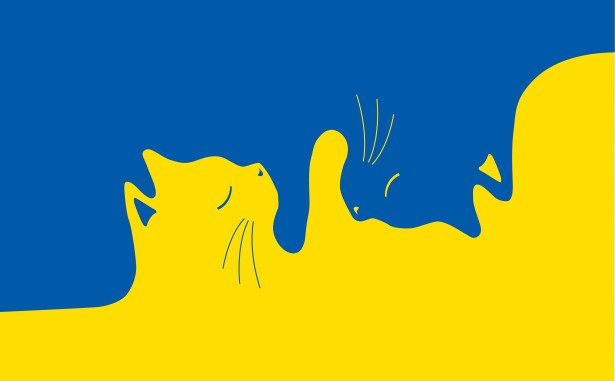 Котики України (kittens-ukraine)