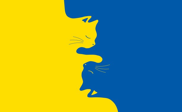 Котики Україна (kittens-ukraine_1)